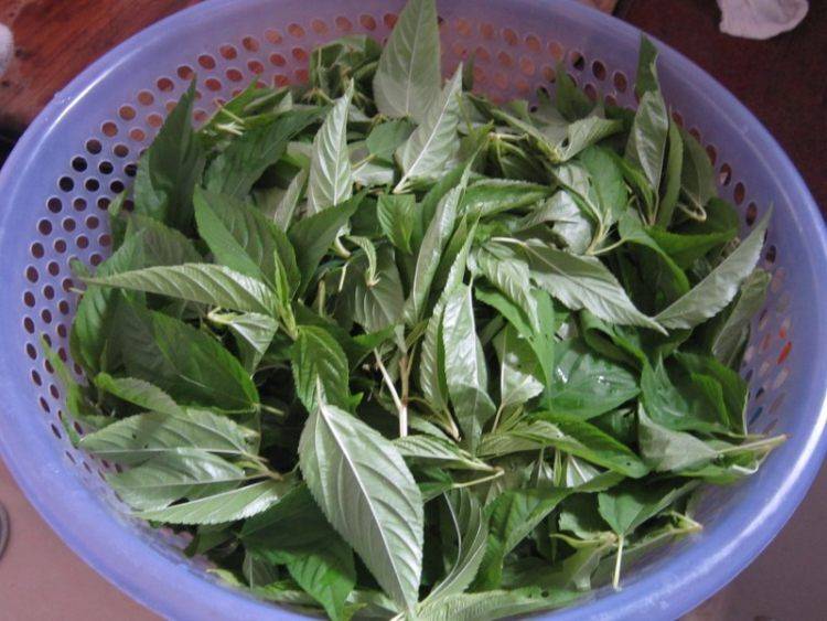 麻叶该怎么炒呢？