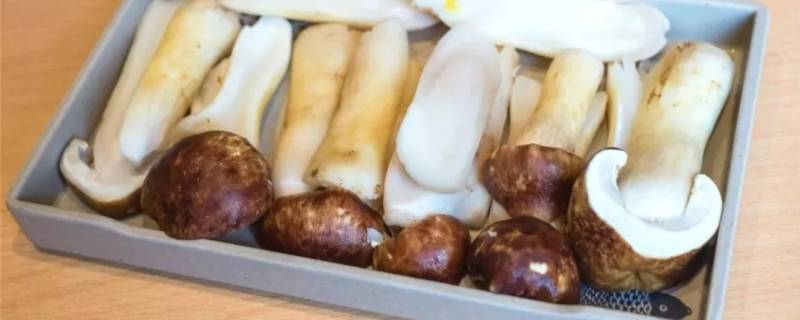 野生菌该怎么做好吃呢？