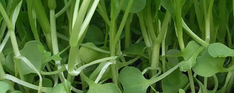 什么是鸡毛菜呢？
