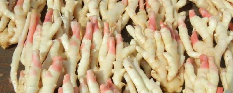 子姜可以做什么菜呢？