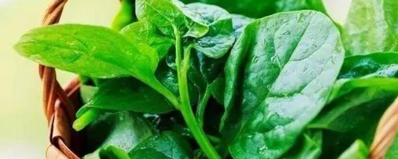木耳叶子菜该怎么做好吃呢？