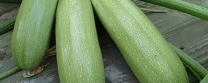 西葫芦该怎么吃呢？