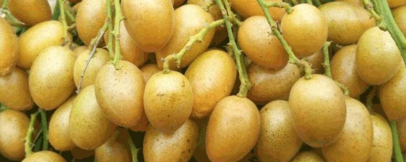 蜂蜜泡黄皮干的制作办法呢？