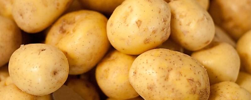 土豆长期保存方法一年呢？