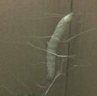 蚕该怎么吐丝呢？
