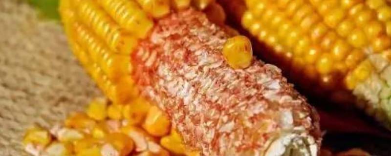 嫩玉米棒芯该怎么吃呢？