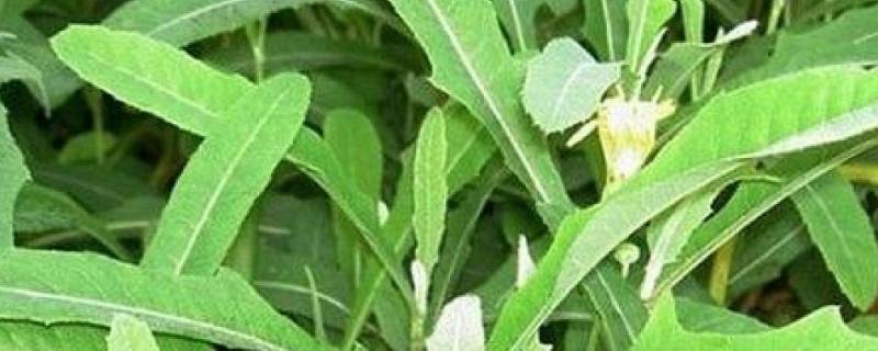 苦菜的功效与作用呢？