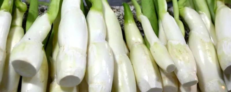 炒茭白要焯水吗呢？