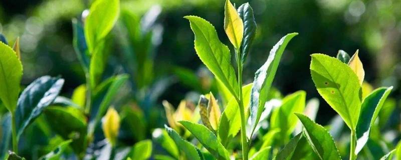 新鲜茶叶可以做成什么吃的呢？