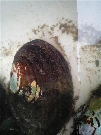 爆椒河蚌怎么做，爆椒河蚌怎么做好吃，爆椒河蚌做法