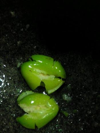 腌制姜咸橄榄怎么做，腌制姜咸橄榄怎么做好吃，腌制姜咸橄榄做法