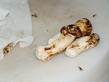 松茸炒鲜虾怎么做，松茸炒鲜虾怎么做好吃，松茸炒鲜虾做法