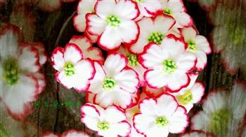 蛋白糖霜花，糖霜饼干必备怎么做，蛋白糖霜花，糖霜饼干必备怎么做好吃，蛋白糖霜花，糖霜饼干必备做法