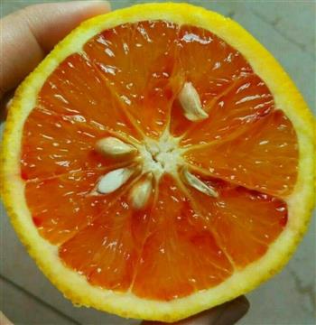 橙皮酱怎么做,橙皮酱怎么做好吃,橙皮酱做法 橙皮酱怎么做,橙皮酱怎么做好吃,橙皮酱做法