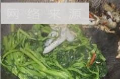 蛏子鱼露炒通菜怎么做，蛏子鱼露炒通菜怎么做好吃，蛏子鱼露炒通菜做法
