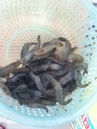 炒河虾怎么做，炒河虾怎么做好吃，炒河虾做法