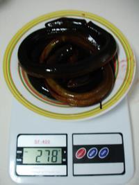 黄鳝炒通心菜怎么做，黄鳝炒通心菜怎么做好吃，黄鳝炒通心菜做法
