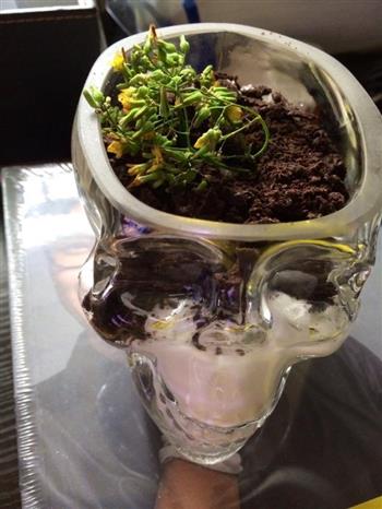 花盆酸奶怎么做，花盆酸奶怎么做好吃，花盆酸奶做法