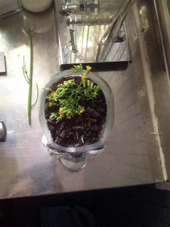 花盆酸奶怎么做，花盆酸奶怎么做好吃，花盆酸奶做法