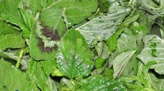 野菜拌香干怎么做，野菜拌香干怎么做好吃，野菜拌香干做法