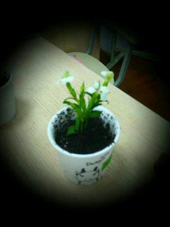 盆栽冰淇淋怎么做，盆栽冰淇淋怎么做好吃，盆栽冰淇淋做法