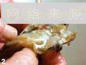 香煎金耗怎么做，香煎金耗怎么做好吃，香煎金耗做法