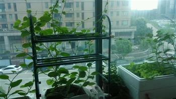 蒜蓉木耳菜怎么做，蒜蓉木耳菜怎么做好吃，蒜蓉木耳菜做法