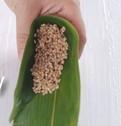 孜然猪肉粽怎么做，孜然猪肉粽怎么做好吃，孜然猪肉粽做法