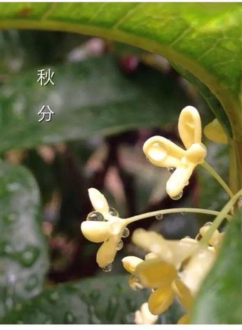 桂香甜糯藕怎么做，桂香甜糯藕怎么做好吃，桂香甜糯藕做法