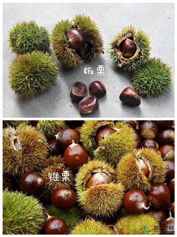 栗子季必知怎么做,栗子季必知怎么做好吃,栗子季必知做法 栗子季必知怎么做,栗子季必知怎么做好吃,栗子季必知做法