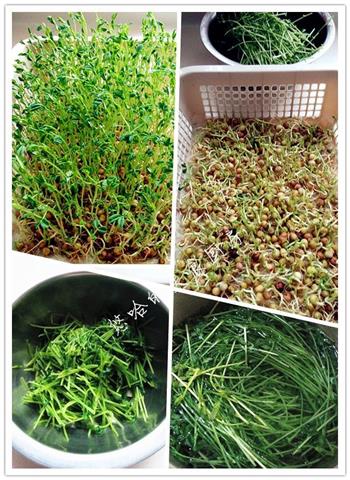 豌豆苗拌豌豆凉粉怎么做，豌豆苗拌豌豆凉粉怎么做好吃，豌豆苗拌豌豆凉粉做法