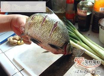 家常菜谱-红烧鳊鱼怎么做，家常菜谱-红烧鳊鱼怎么做好吃，家常菜谱-红烧鳊鱼做法