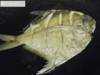 红烧鲳鳊鱼怎么做，红烧鲳鳊鱼怎么做好吃，红烧鲳鳊鱼做法