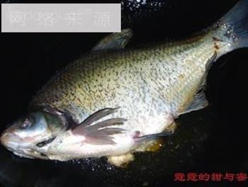 豉椒武昌鱼怎么做，豉椒武昌鱼怎么做好吃，豉椒武昌鱼做法