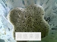 胡桃牛乳茶怎么做，胡桃牛乳茶怎么做好吃，胡桃牛乳茶做法