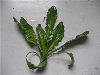 野香芥菜肉包怎么做，野香芥菜肉包怎么做好吃，野香芥菜肉包做法