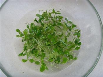 香椿苗豆卷怎么做，香椿苗豆卷怎么做好吃，香椿苗豆卷做法