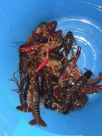 简单版麻辣小龙虾怎么做，简单版麻辣小龙虾怎么做好吃，简单版麻辣小龙虾做法