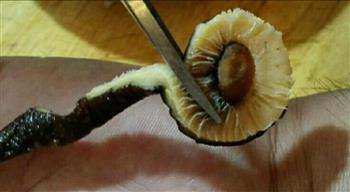 爆素鳝丝怎么做，爆素鳝丝怎么做好吃，爆素鳝丝做法