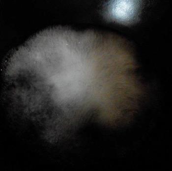 羊肉汤-羊多多怎么做，羊肉汤-羊多多怎么做好吃，羊肉汤-羊多多做法