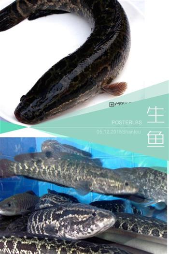 三椒鲜鱼片怎么做，三椒鲜鱼片怎么做好吃，三椒鲜鱼片做法