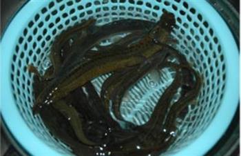 沙锅泥鳅怎么做，沙锅泥鳅怎么做好吃，沙锅泥鳅做法