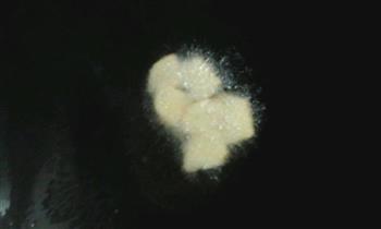 鲜鱼汤怎么做，鲜鱼汤怎么做好吃，鲜鱼汤做法