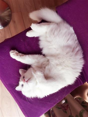 蒜香黑椒鳕鱼粒怎么做,蒜香黑椒鳕鱼粒怎么做好吃,蒜香黑椒鳕鱼粒做法 蒜香黑椒鳕鱼粒怎么做,蒜香黑椒鳕鱼粒怎么做好吃,蒜香黑椒鳕鱼粒做法