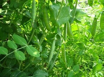 豌豆蛋花汤怎么做,豌豆蛋花汤怎么做好吃,豌豆蛋花汤做法 豌豆蛋花汤怎么做,豌豆蛋花汤怎么做好吃,豌豆蛋花汤做法