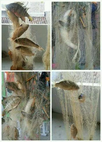 香煎小河鱼怎么做,香煎小河鱼怎么做好吃,香煎小河鱼做法