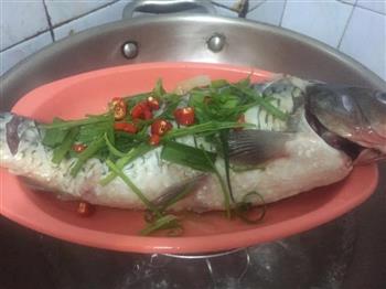 减肥养生餐-清蒸鲤鱼怎么做,减肥养生餐-清蒸鲤鱼怎么做好吃,减肥养生餐-清蒸鲤鱼做法 减肥养生餐-清蒸鲤鱼怎么做,减肥养生餐-清蒸鲤鱼怎么做好吃,减肥养生餐-清蒸鲤鱼做法