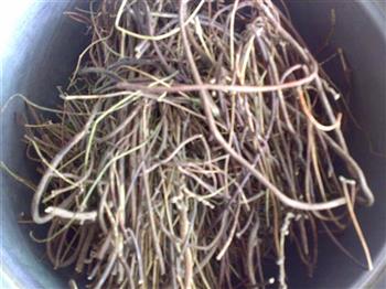 鸡骨草灵芝排毒汤怎么做,鸡骨草灵芝排毒汤怎么做好吃,鸡骨草灵芝排毒汤做法 鸡骨草灵芝排毒汤怎么做,鸡骨草灵芝排毒汤怎么做好吃,鸡骨草灵芝排毒汤做法