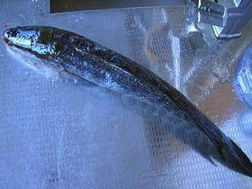 炖火头鱼怎么做,炖火头鱼怎么做好吃,炖火头鱼做法